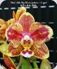 Phal. Miki Big Wave Peloric